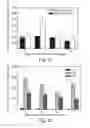 Fig. 40 - PROMOTERS EXHIBITING ENDOTHELIAL CELL SPECIFICITY AND METHODS OF USING SAME FOR REGULATION OF ANGIOGENESIS