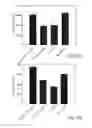 Fig. 43 - PROMOTERS EXHIBITING ENDOTHELIAL CELL SPECIFICITY AND METHODS OF USING SAME FOR REGULATION OF ANGIOGENESIS