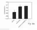Fig. 45 - PROMOTERS EXHIBITING ENDOTHELIAL CELL SPECIFICITY AND METHODS OF USING SAME FOR REGULATION OF ANGIOGENESIS