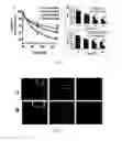 Fig. 06 - Curcumin Derivatives for Amyloid-Beta Plaque Imaging