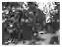 Fig. 01 - Tomato line FDR 15-2090