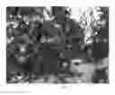 Fig. 02 - Tomato line FDR 15-2090