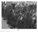 Fig. 03 - Tomato line FDR 15-2090