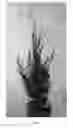Fig. 02 - Cypress tree named 'Green Rocket'
