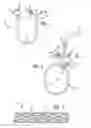 Fig. 02 - Dog collar