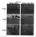 Fig. 11 - COMPOSITIONS AND METHODS USING STEM CELLS IN CUTANEOUS WOUND HEALING