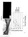 Fig. 12 - COMPOSITIONS AND METHODS USING STEM CELLS IN CUTANEOUS WOUND HEALING