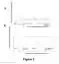 Fig. 04 - Methods and compositions to treat and detect misfolded-SOD1 mediated diseases