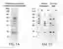 Fig. 02 - Anti-arthropod vector vaccines, methods of selecting and uses thereof