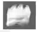 Fig. 01 - Methods for forming tooth root and periodontal tissue unit, and regenerated tooth