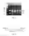 Fig. 02 - Method of Using FOXO3A Polymorphisms and Haplotypes to Predict and Promote Healthy Aging and Longevity