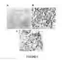 Fig. 07 - INHIBITORS OF dUTPase