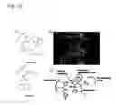 Fig. 13 - Fluorescently Or Spin-Labeled Kinases For Rapid Screening And Identification Of Novel Kinase Inhibitor Scaffolds