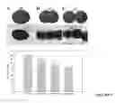 Fig. 06 - Assays and methods for fusing cell aggregates to form proto-tissues