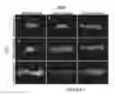 Fig. 08 - Assays and methods for fusing cell aggregates to form proto-tissues