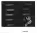 Fig. 09 - Assays and methods for fusing cell aggregates to form proto-tissues
