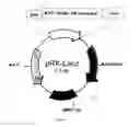 Fig. 02 - Novel Synthetic Expression Vehicle