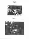 Fig. 02 - Process for the manufacture of solid regenerated viscose fibers