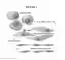 Fig. 02 - Biomarkers for predicting the sensitivity and response of protein kinase CK2-mediated diseases to CK2 Inhibitors