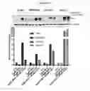 Fig. 41 - Biomarkers for predicting the sensitivity and response of protein kinase CK2-mediated diseases to CK2 Inhibitors