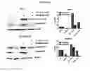 Fig. 50 - Biomarkers for predicting the sensitivity and response of protein kinase CK2-mediated diseases to CK2 Inhibitors