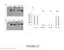 Fig. 34 - NOVEL DIAGNOSTIC METHOD