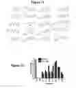 Fig. 09 - Modulation of bacterial quorum sensing with synthetic ligands