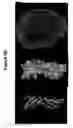 Fig. 07 - NELL-1 enhanced bone mineralization