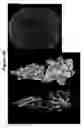 Fig. 09 - NELL-1 enhanced bone mineralization