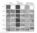 Fig. 02 - DECELLULARIZATION METHOD FOR SCAFFOLDLESS TISSUE ENGINEERED ARTICULAR CARTILAGE OR NATIVE CARTILAGE TISSUE