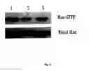 Fig. 07 - Treatment of Cognitive and Learning Impairment