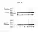 Fig. 06 - Agent for ameliorating brain hypofunction