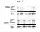 Fig. 07 - Agent for ameliorating brain hypofunction