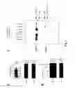 Fig. 09 - Oligonucleotidic sequences able to silence the expression of the chimera and uses thereof in medical field