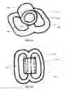 Fig. 02 - STRAP BASED RELIABLE HEART RATE OR ELECTRO CARDIOGRAM MONITOR WITH WIRELESS DATA TRANSMISSION