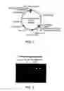Fig. 02 - Device And Method For Transfecting Cells For Therapeutic Uses