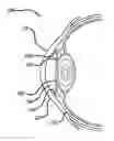 Fig. 01 - Real-time Virtual Indicium Apparatus and Methods for Guiding an Implant into an Eye