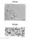 Fig. 07 - DYE-SENSITIZED SOLAR CELL