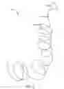 Fig. 03 - Reorienting properties in hair dynamics