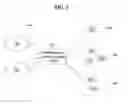 Fig. 02 - WIRELESS NETWORK SYSTEM AND RELATED WIRELESS ROUTING CIRCUIT