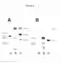 Fig. 05 - Method for Determination of the Responsiveness of an Individual to Misletoe Lectin