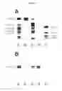 Fig. 08 - Method for Determination of the Responsiveness of an Individual to Misletoe Lectin