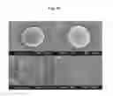 Fig. 19 - Method for preparing microspheres and microspheres produced thereby