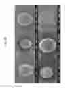 Fig. 21 - Method for preparing microspheres and microspheres produced thereby