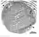 Fig. 01 - Development of a human colloidal bone graft material