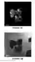 Fig. 04 - Development of a human colloidal bone graft material