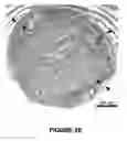 Fig. 07 - Development of a human colloidal bone graft material