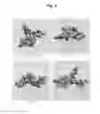 Fig. 05 - Dendrimeric peptides, pharmaceutical compositions and methods of using the same