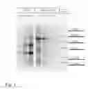 Fig. 02 - Hypoallergenic dermatological composition
