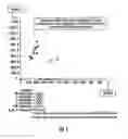 Fig. 02 - Methods of seed breeding using high throughput nondestructive seed sampling